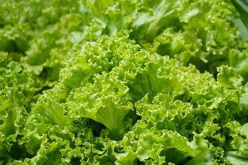 close up fresh lettuce. (Salad Bowl Green Organic). Fresh lettuce leaves, close up. - obrazy, fototapety, plakaty