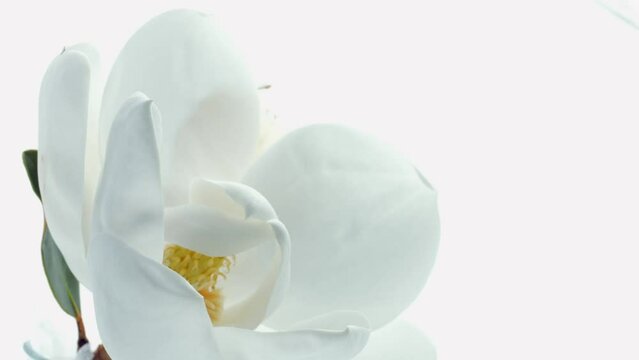 Magnolia white flower opening process on white background. Magnolia Grandiflora fragrant flower open, time lapse. Macro shot 