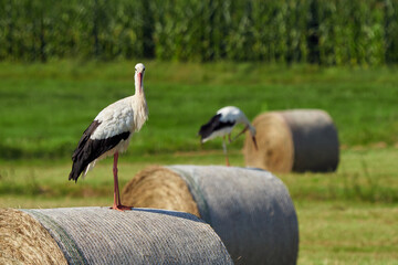 White storks on straw bale ( Ciconia ciconia )