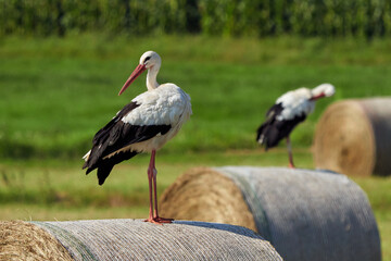 White storks on straw bale ( Ciconia ciconia )