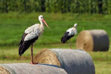 White storks on straw bale ( Ciconia ciconia )