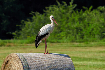 White stork on straw bale ( Ciconia ciconia )