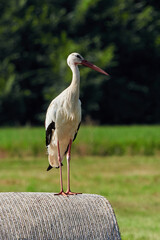 White stork on straw bale ( Ciconia ciconia )