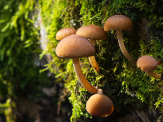 Psathyrella_septentrionalis fungi in autumnal light