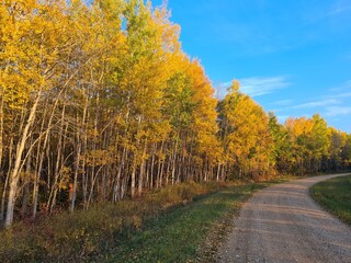 Herbst im Aspenwald