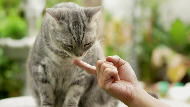 A gray tabby cat is resting in the garden next door. And there was a man's hand feeding it. Cat licks food on his finger