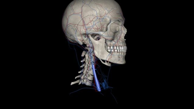 The internal jugular vein is a paired venous structure that collects blood from the brain, superficial regions of the face, and neck,