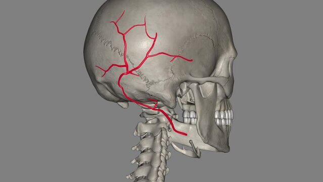 The occipital artery is a branch of the external carotid artery that provides arterial supply to the back of the scalp, sternocleidomastoid muscles