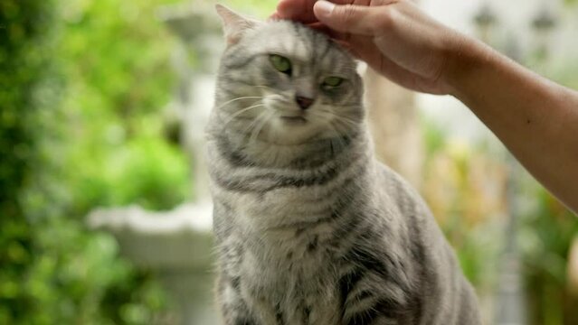 A gray tabby cat is resting in the garden next door. And there was a man's hand gently caressing its head. But he was not satisfied because he was hungry. and waiting for food