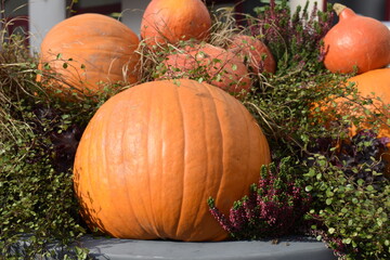Large pumpkins under natural sun light