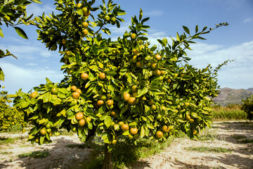 drzewko dojrzewających  mandarynek na plantacji  - obrazy, fototapety, plakaty