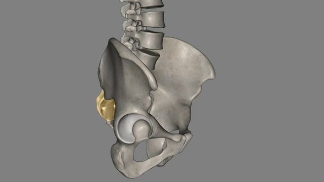 The sacrum is the triangular bone just below the lumbar vertebrae.