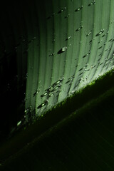 Water rain drop on banana leaf, Close up shot.