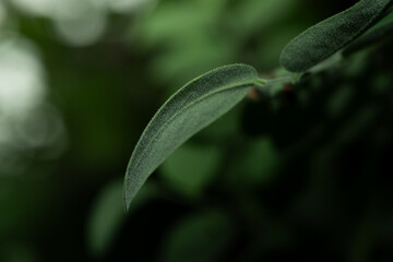 close up glow up green leaf plant.