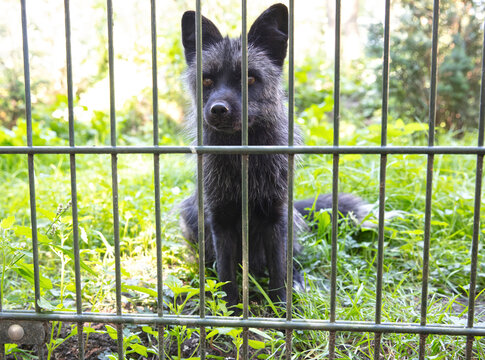 Silverfox (red fox, Vulpes vulpes)