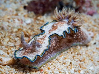 Girled Glossodoris Nudibanch (Glossodoris cincta)