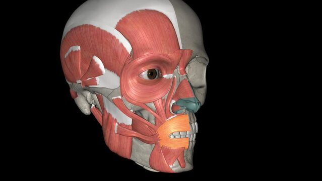 In human anatomy the orbicularis oris muscle is a complex of muscles in the lips that encircles the mouth