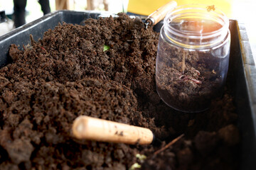 Earthworms with dirt in glass jar for organic fertilizer farming, raising worm composting from cow...