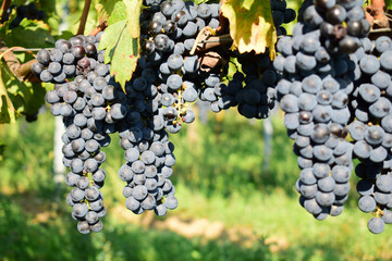 Dark ripe vine grapes in a vineyard in autumn harvest time