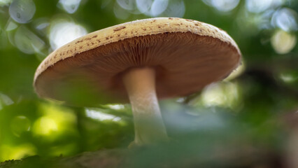 mushroom growing in the forest
