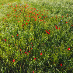Red poppies on a wheat field on a sunny day, aerial view. Background.