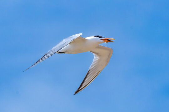 black headed gull with fish