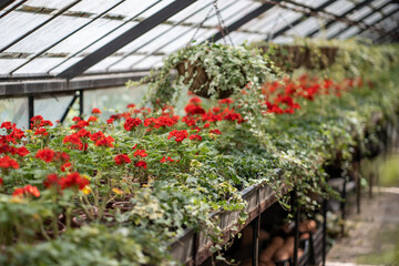 Fototapeta na wymiar Greenhouse full of plants. Flower pots suspended from ceiling, fertilized beds with seedlings placed in row. Nursery plant, glasshouse, spring season concept. Soft focus