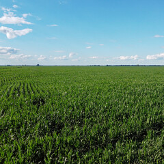 Huge cornfield on a sunny summer day, aerial view. Blue sky over green farm field, landscape.
