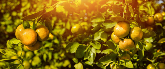 Obrazy na Plexi  Dojrzewające mandarynki na drzewie na plantacji mandarynek