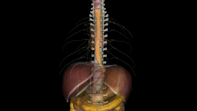 The esophagus is the hollow, muscular tube that passes food and liquid from your throat to your stomach .