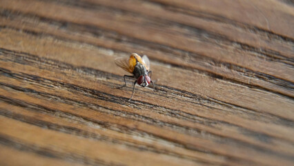 House fly on a wooden table. macro shoot with copy space. selective focus
