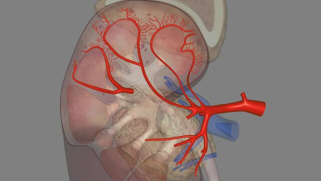 The renal arteries are large blood vessels that carry blood from your heart to your kidneys .