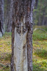 Markings of resin extraction from the former GDR period. In the forest near Zingst Baltic Sea, Germany.