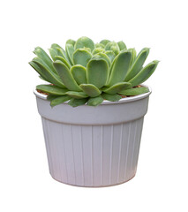 Echeveria rain drop succulent houseplant in pot isolated on white background for small garden and drought tolerant plant