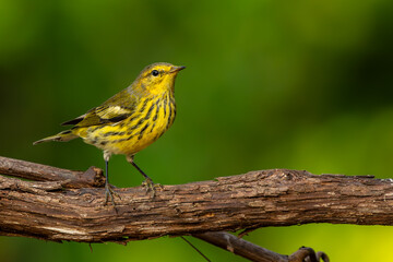 Cape May Warbler