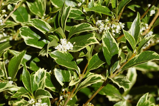 Closeup shrub False holly (Osmanthus heterophyllus 'Goshiki') with small, white flowers. Family Oleaceae. Autumn, October. Dutch garden.