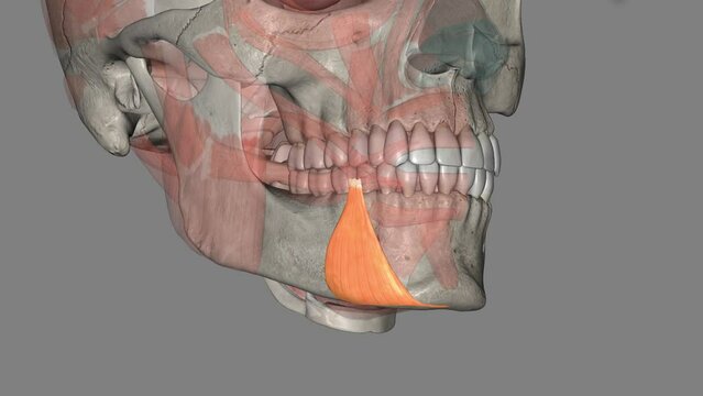 Depressor anguli oris is a paired triangular muscle that extends from the mental tubercle of mandible to the angle of the mouth .