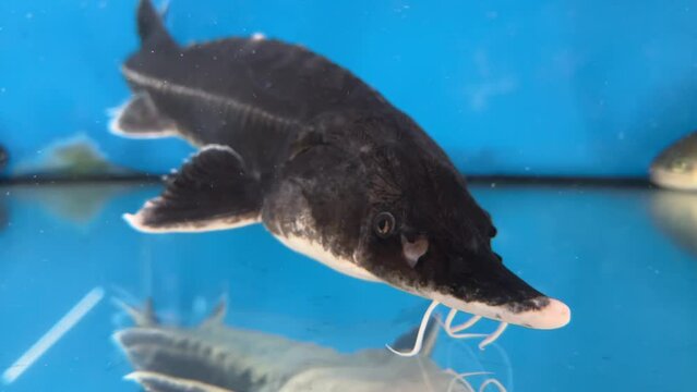 A big fish swims in the water. Large aquarium, Sturgeon close-up. White salmon in the blue water of a grocery store. Live stellate sturgeon in a fish store.