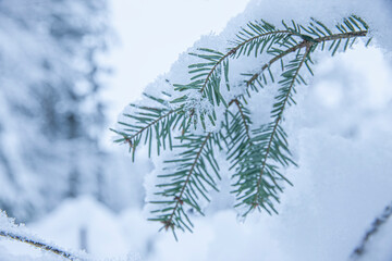 Schneebedeckte Tannenzweige im Winter bei Schneefall im Wald