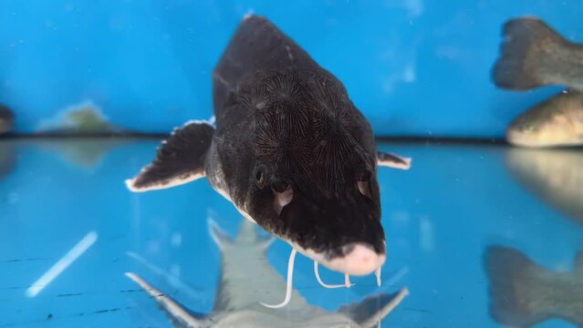 A big fish swims in the water. Large aquarium, Sturgeon close-up. White salmon in the blue water of a grocery store. Live stellate sturgeon in a fish store.