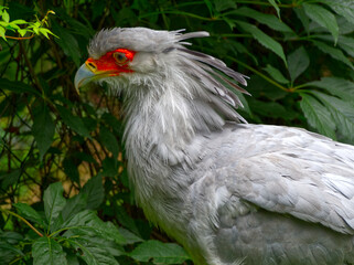 A beautiful bird (Sagittarius serpentarius) with a colorful head. Taken at the zoo