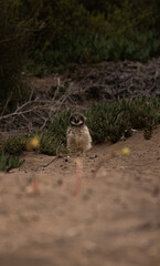 Baby owl in the dunes looking at the camera