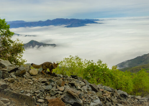 A fox cub in the mountain with clouds in the background