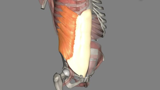 The external oblique muscle is one of the outermost abdominal muscles, extending from the lower half of the ribs around and down to the pelvis.