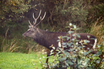 Sika stag in rutting season