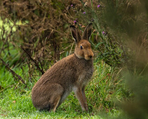 Irish hare