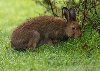 Irish hare
