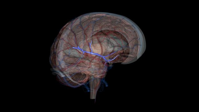he middle cerebral veins - the superficial middle cerebral vein and the deep middle cerebral vein - are two veins running along the lateral sulcus
