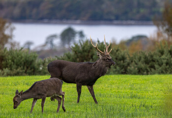 Sika stag in rutting season
