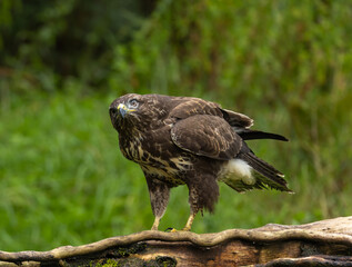 Common buzzard